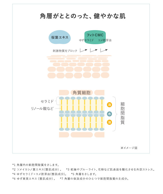 角層がととのった、健やかな肌　*1 乾燥やブルーライト、花粉など肌表面を酸化させる外部ストレス　*2 ソメイヨシノ葉エキス(整肌成分)*3 角層をさします。　*4 ゆずセラミド＋コメ胚芽由(整肌成分)*5 ゆず果実から得られるヒトのセラミドに似た成分で、肌の水分保持やバリア機能に効果が期待できます。*6 γ-オリザノール、ビタミンEなどパワーのある成分を豊富に含み、リノール酸、植物ステロールなどが角層内のセラミドを整列させてバリア機能をサポートします。*7 角層の保湿成分のひとつで細胞間脂質の主成分　*8 角層をさします。