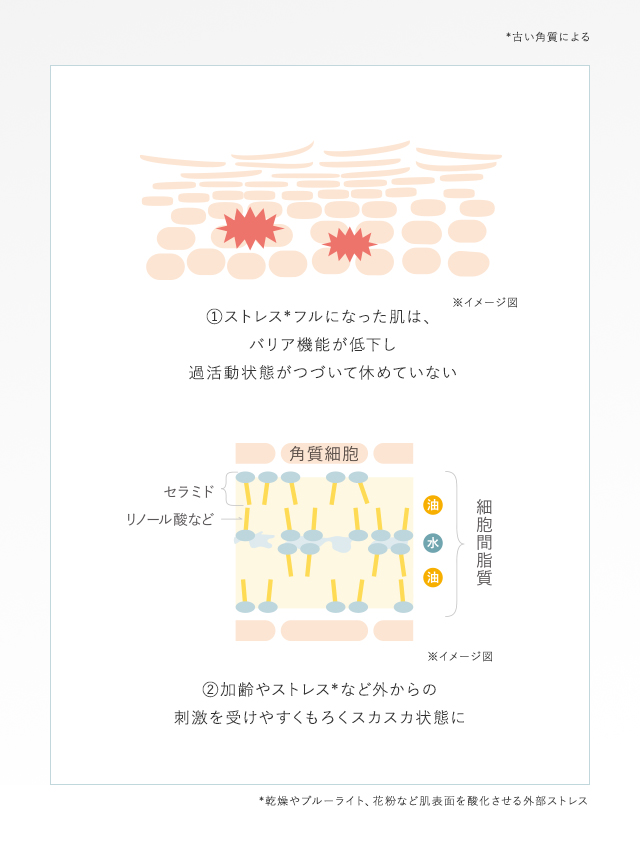 原因1　ストレスフルになった肌は、過活動状態がつづいて休めていない　原因2　加齢やストレスなどの刺激でもろくスカスカ状態に