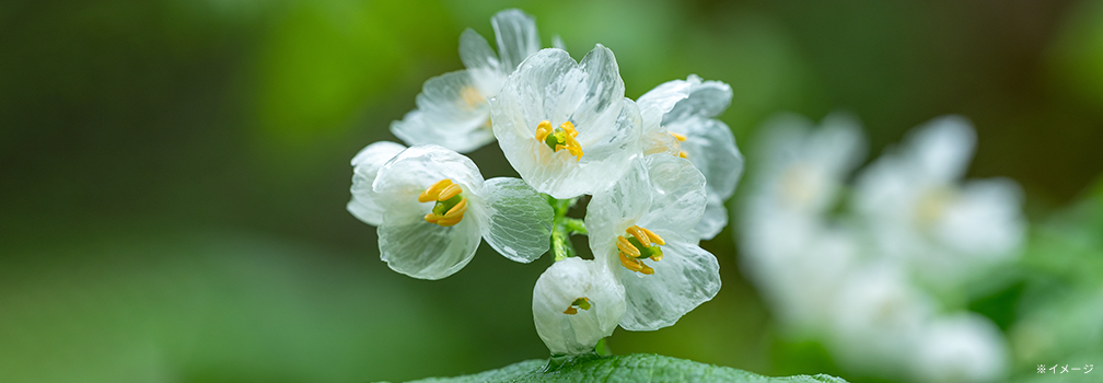 透明花