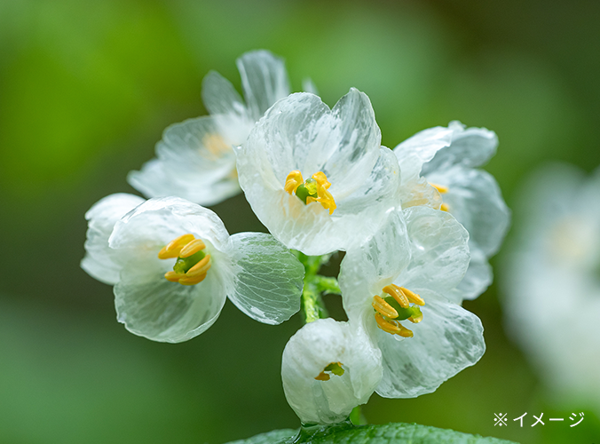 透明花