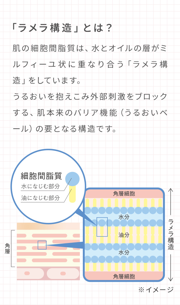 「ラメラ構造」とは？