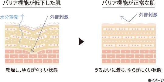 肌のバリア機能をいっそう充実させるために