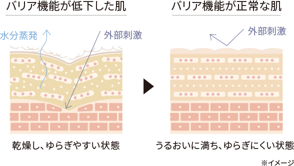 肌のバリア機能をいっそう充実させるために