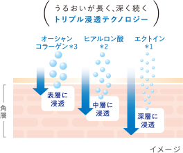 エクトイン、ヒアルロン酸、オーシャンコラーゲン