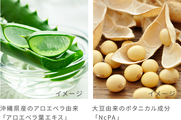 沖縄県産のアロエベラ由来「アロエベラ葉エキス」大豆由来のボタニカル成分「NCPAI」