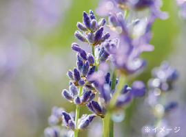 ラベンダー