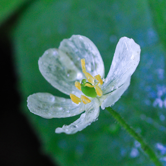 透明花〈サンカヨウ〉