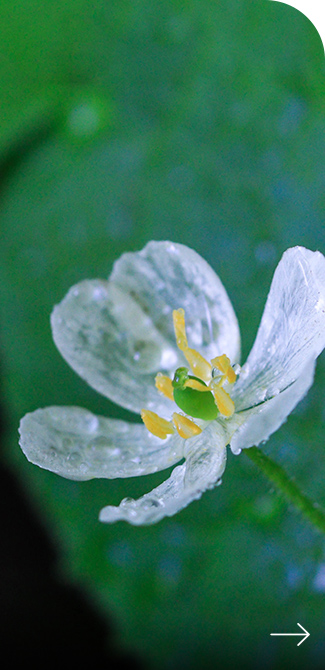 透明花