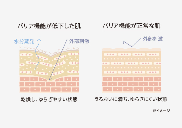 バリア機能が低下した肌 バリア機能が正常な肌