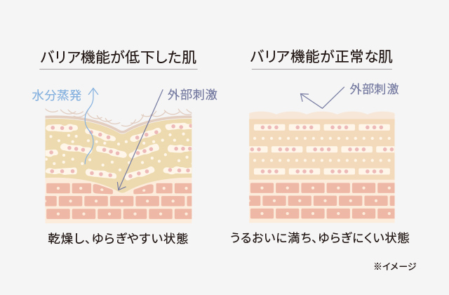 バリア機能が低下した肌 バリア機能が正常な肌