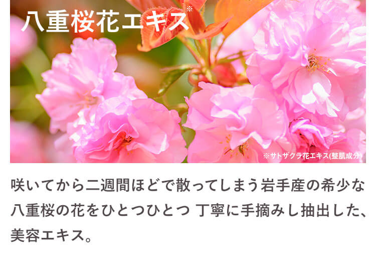 八重桜花エキス