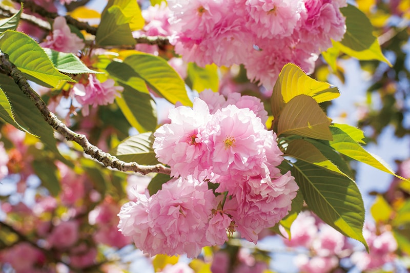 八重桜花