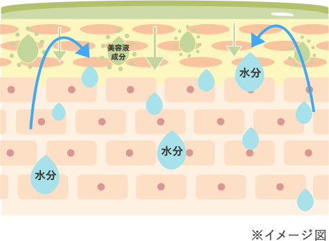 オリーブの肌和み 整肌美容ミスト使用後 イメージ図