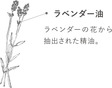 ラベンダー油-ラベンダーの花から抽出された精油。