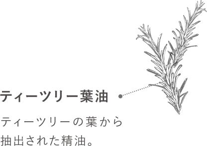 ティーツリー葉油-ティーツリーの葉から抽出された精油。