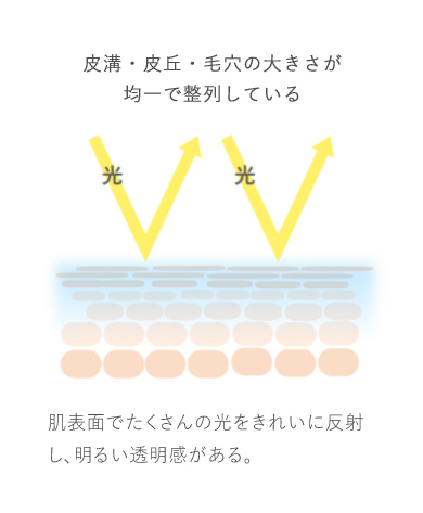 皮溝・皮丘・毛穴の大きさが均一で整列している