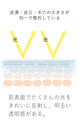 皮溝・皮丘・毛穴の大きさが均一で整列している