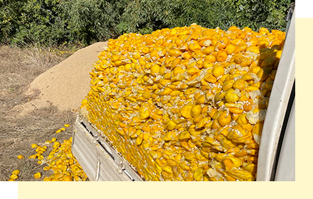 トラックで運びこんだ「桂木ゆず」の搾りかす