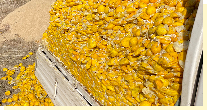 トラックで運びこんだ「桂木ゆず」の搾りかす