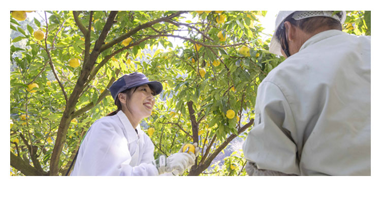 高知県安芸産のオーガニックゆずをすべて手摘みで収穫。草花木果の社員も毎年収穫のお手伝いをしています。果皮から抽出した天然香料100％の精油を配合し、クリアで豊かな香りを実現しました。